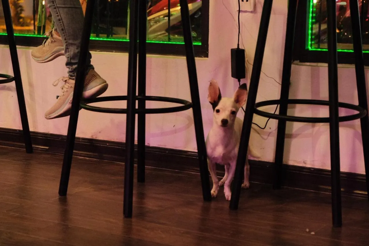 Mio. Hostel & Bar Da Nang